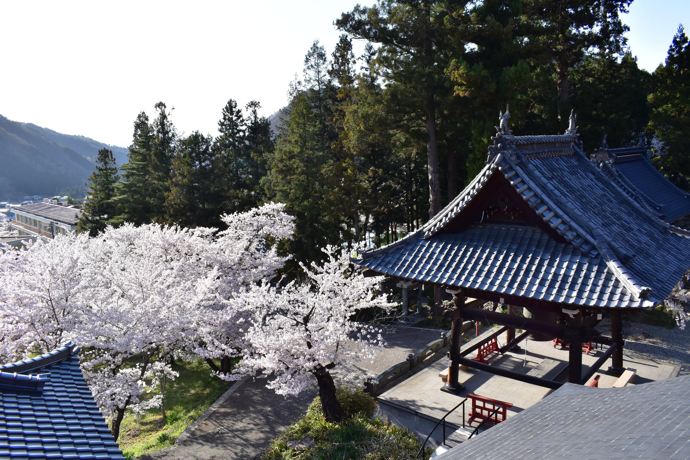 桜が咲く春の明徳寺と松代の山並み