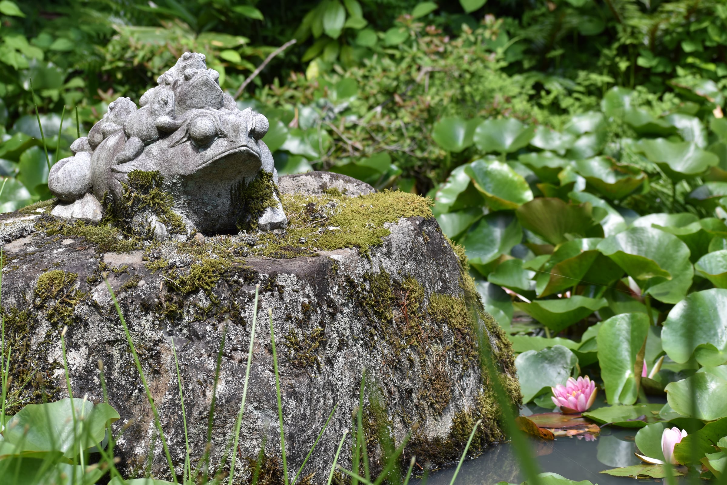池の蓮と青葉が茂る夏の明徳寺境内